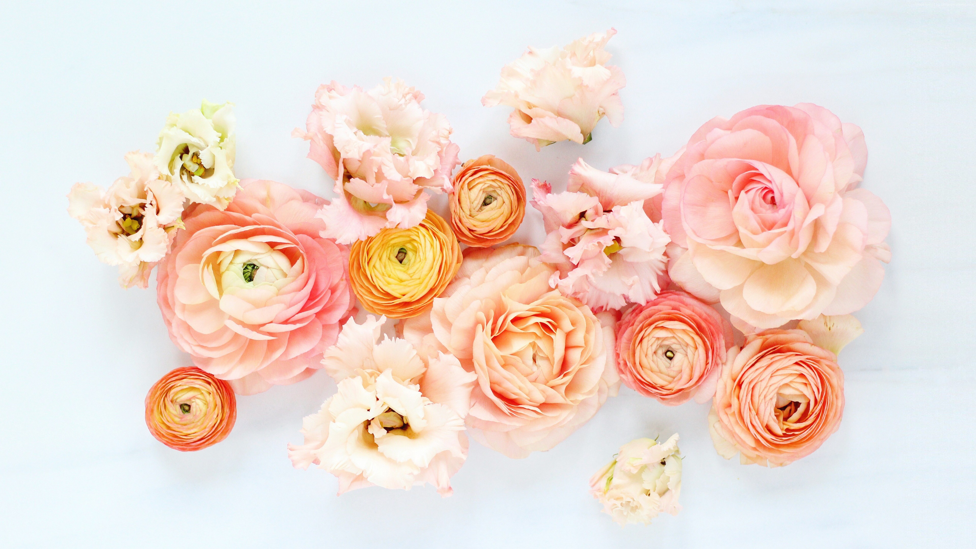 Stock Images flowers, 5k, Stock Images
